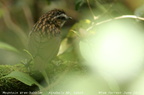 Mountain Wren-Babbler Napothera crassa