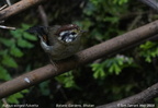 Rufous-winged Fulvetta Alcippe castaneceps