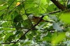 White-hooded Babbler Gampsorhynchus rufulus