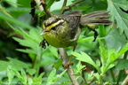 Yellow-throated Fulvetta Alcippe cinerea