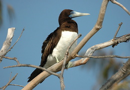 Brown Booby Sula leucogaster
