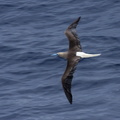 redfootbooby 1269