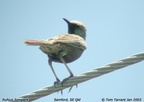Grassbirds and allies Locustellidae