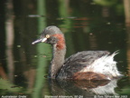 Australasian Grebe Tachybaptus novaehollandiae