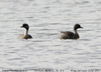 Hoary-headed Grebe Poliocephalus poliocephalus