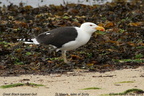 Great Black-backed Gull Larus marinus