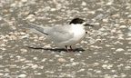 White-fronted Tern Sterna striata