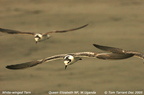 white wing tern