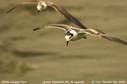 white wing tern1