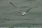 white wing tern2