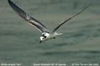 white wing tern3