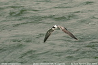 white wing tern4