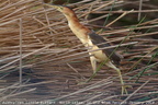 Black-backed Bittern Ixobrychus dubius