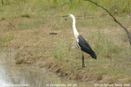 White-necked Heron Ardea pacifica