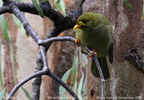 Bell Miner Manorina melanophrys