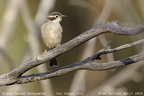 Brown-headed Honeyeater Melithreptus brevirostris