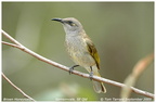 Brown Honeyeater Lichmera indistincta