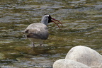 Ibisbill Ibidorhyncha struthersii