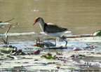 Comb-crested Jacana Irediparra gallinacea