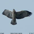 ayres hawk eagle1