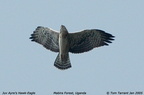 ayres hawk eagle1