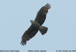 Ayress Hawk-Eagle Hieraaetus ayresii 