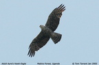 ayres hawk eagle2