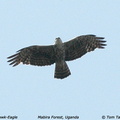 ayres hawk eagle3