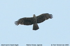 ayres hawk eagle3