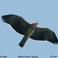 ayres hawk eagle6