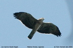 ayres hawk eagle6