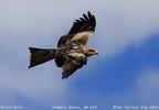 Black Kite Milvus migrans 