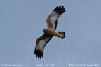Spotted Harrier Circus assimilis 