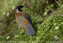 Black-faced Laughingthrush Trochalopteron affine