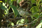 Blyth s Leaf Warbler Phylloscopus reguloides
