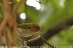 Red-faced Woodland Warbler Phylloscopus laetus