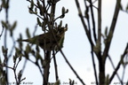 Willow Warbler Phylloscopus trochilus