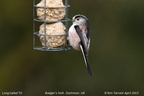 Long-tailed Tit Aegithalos caudatus