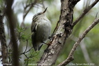 Rifleman Acanthisitta chloris