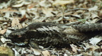 White-throated Nightjar Eurostopodus mystacalis