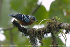 Beautiful Nuthatch Sitta formosa