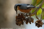 Chestnut-bellied Nuthatch Sitta cinnamoventris