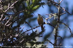 Przevalski s Nuthatch Sitta przewalskii