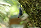 Velvet-fronted Nuthatch Sitta frontalis