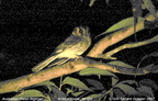 Owlet-nightjars Aegothelidae