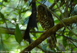 Brown Hawk-Owl Ninox scutulata