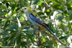 Pale-headed Rosella Platycercus adscitus