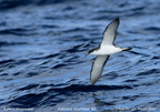 Buller s Shearwater Puffinus bulleri