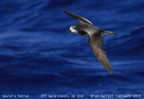 Gould s Petrel Pterodroma leucoptera