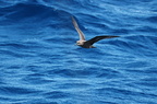 Great-winged Petrel Pterodroma macroptera